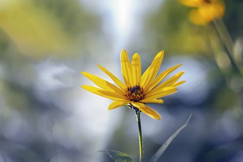 yellow flower on a blur background