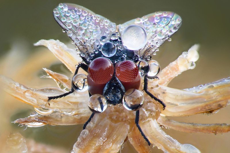 роса, муха, глаза Глазки на мокром месте.. фото превью