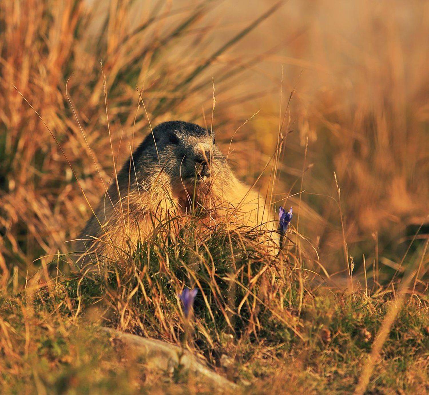 swiss, Матвеев Николай