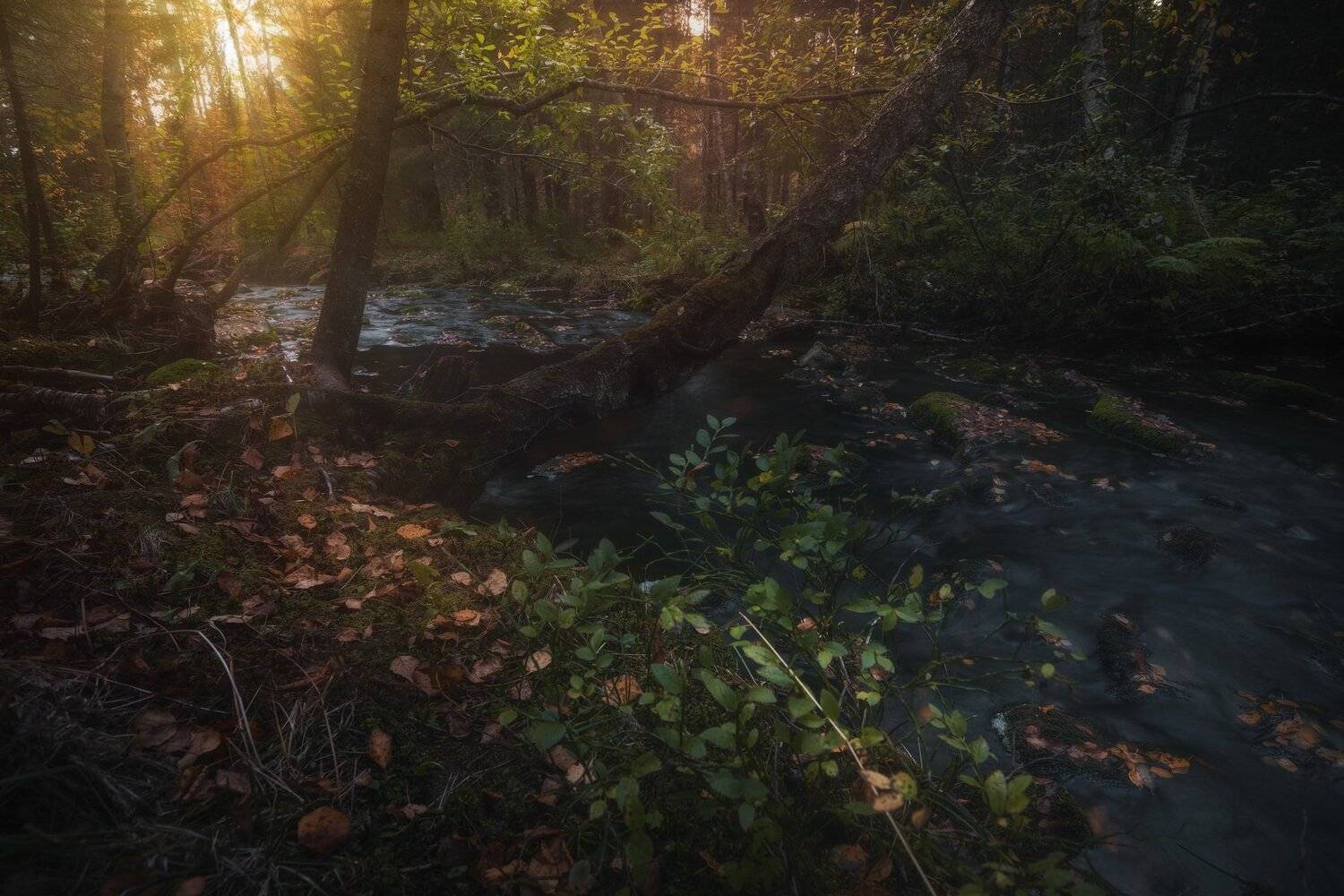 , Андрей Шарапов