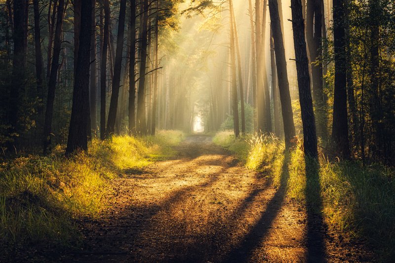 Forest story фото превью