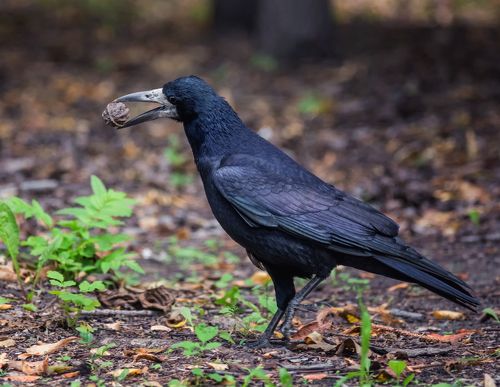 грач и маньчжурский орех..