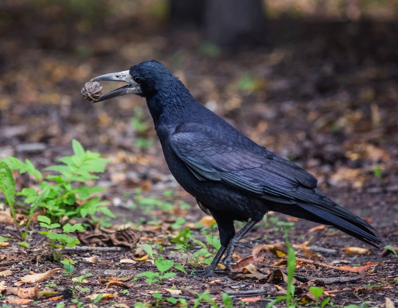 птица, грач, орех, грач и маньчжурский орех.. фото превью