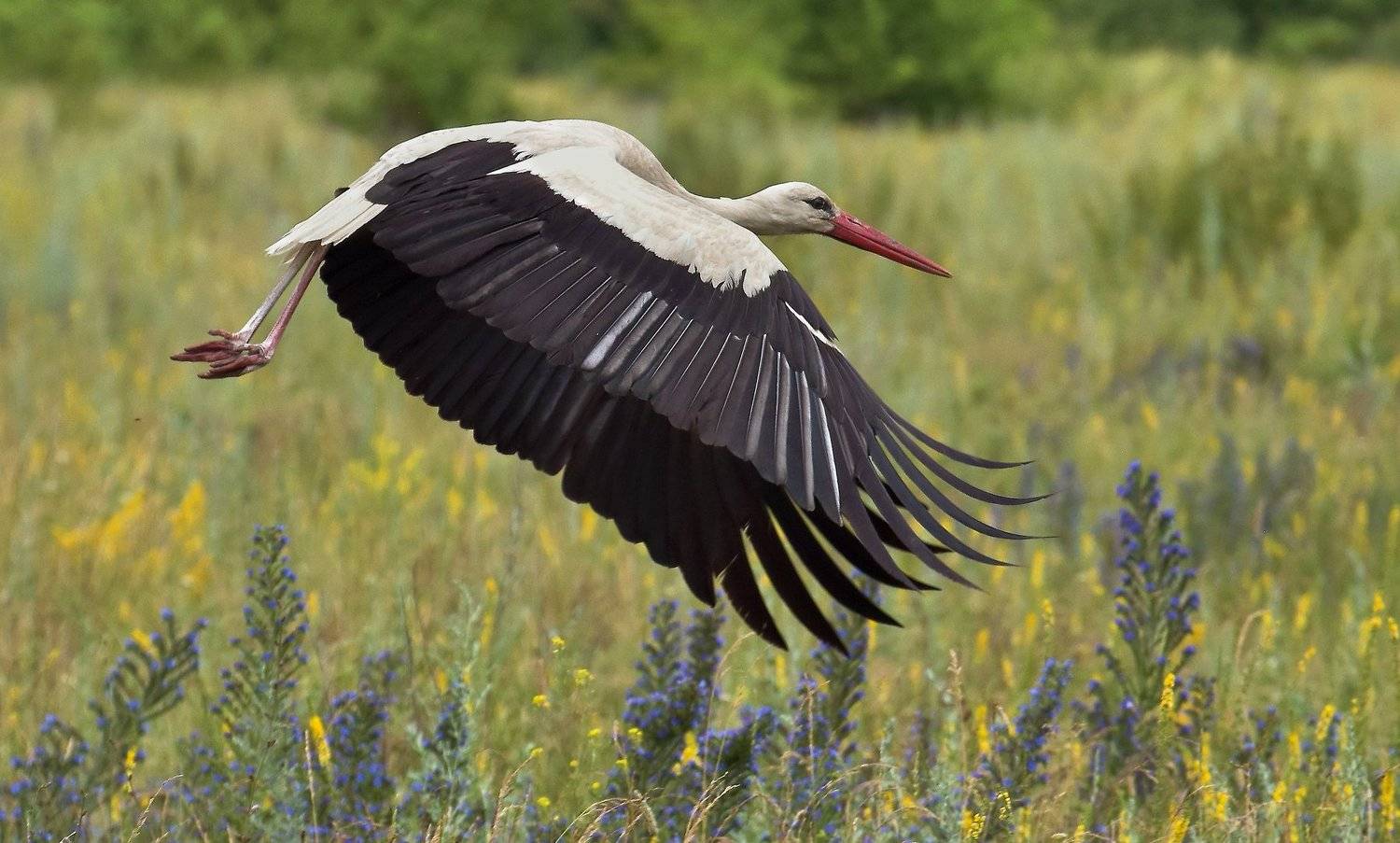 , Макеев Алексей