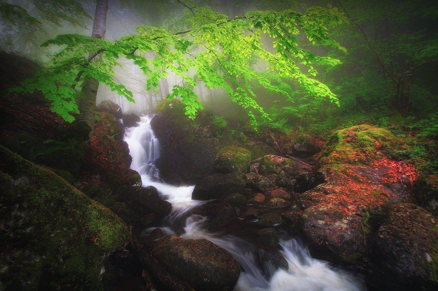 bulgaria,vitosha,fog, Svetoslav Georgiev