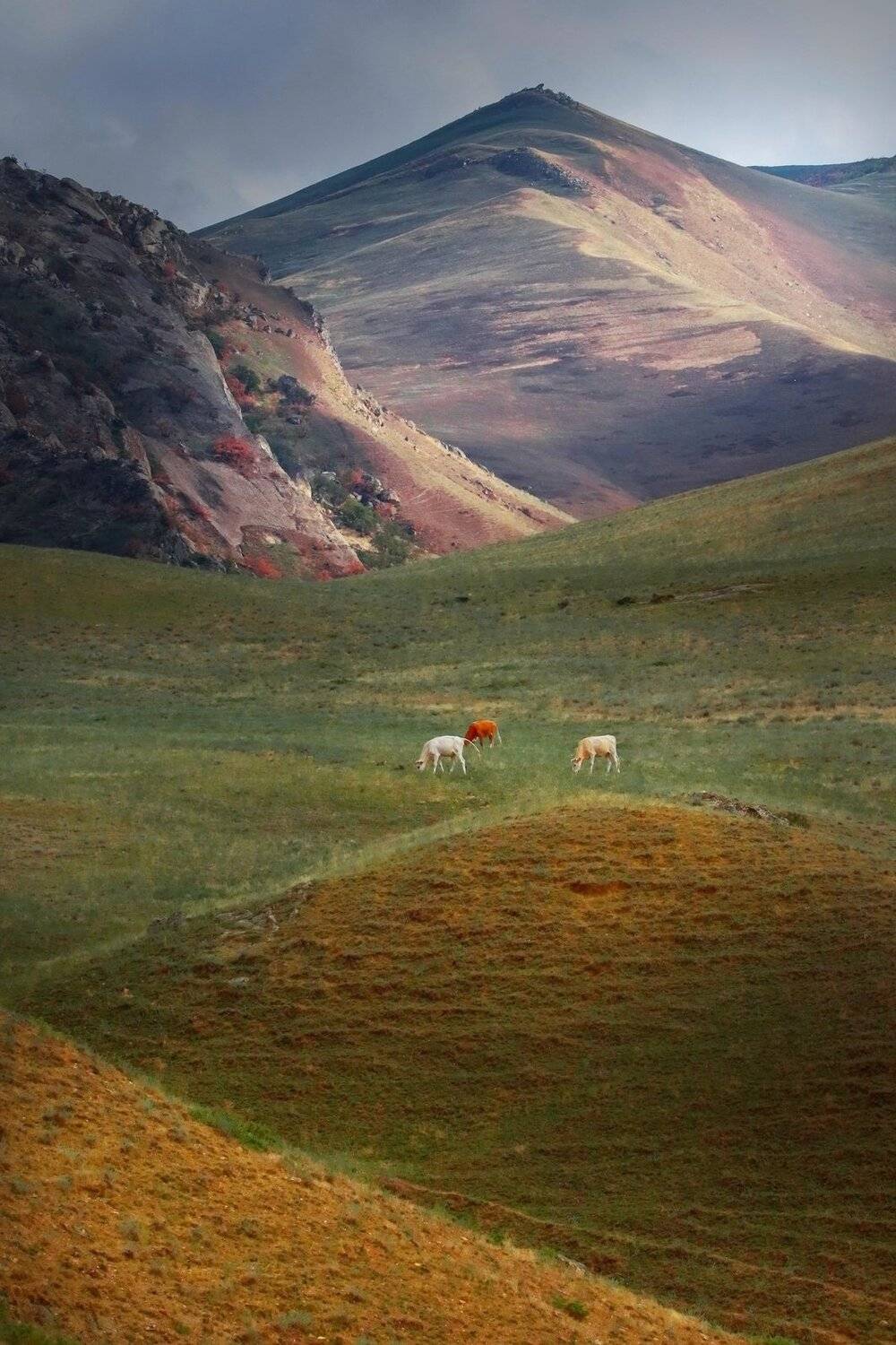 горы,вершины,пейзаж,небо,деревья,дагестан,природа,коровы,, Marat Magov