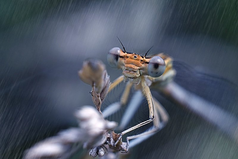 стрекоза, макро, лес, тишина, покой, гармония, гармония мира, природа, насекомые, стрекозы, макрофтография, вчувствование \