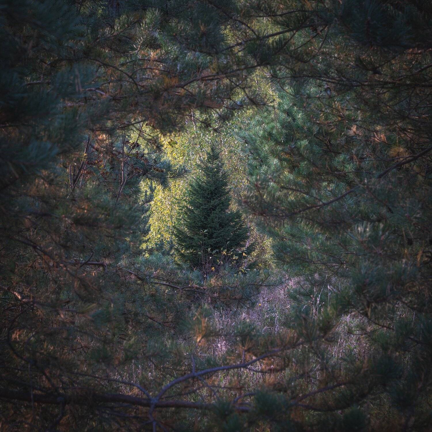 , Константин Дэм