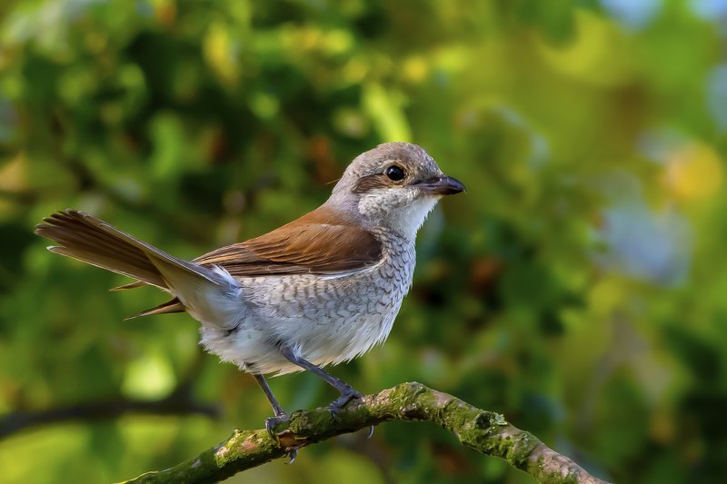 Red-backed shrike фото превью