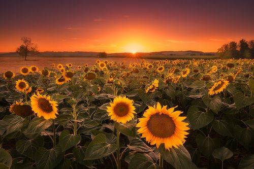 sunflower fields