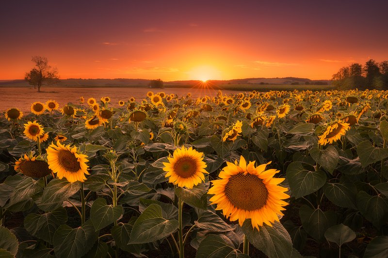 sunflower, coratia, landscape, sun, sunset, field  sunflower fields фото превью