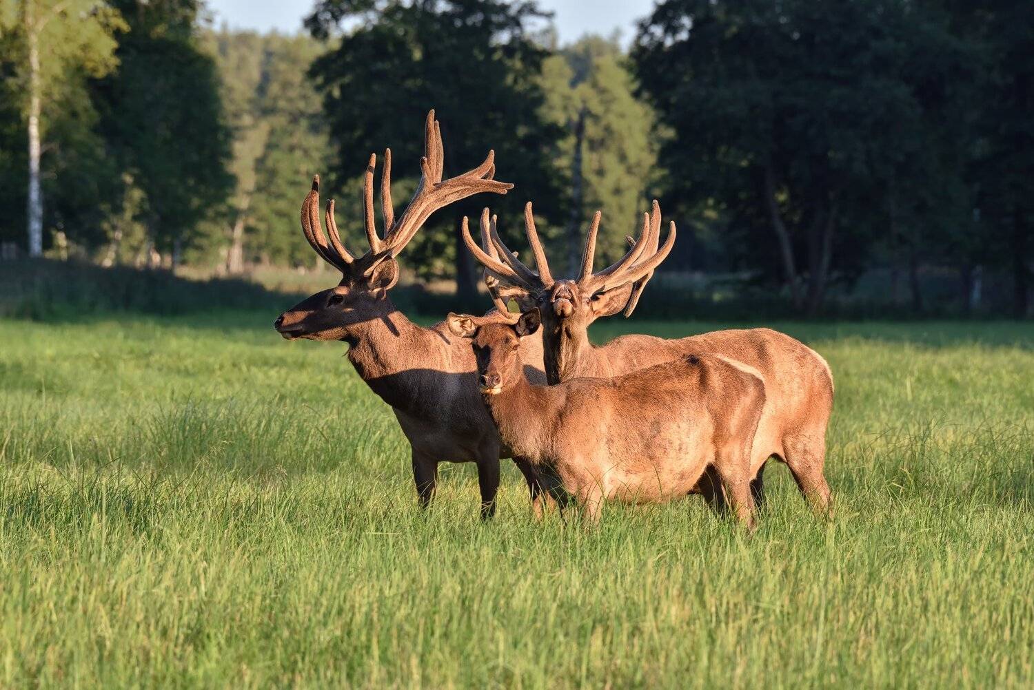лес,вечер,закат,животные,олени, Виталий Полуэктов
