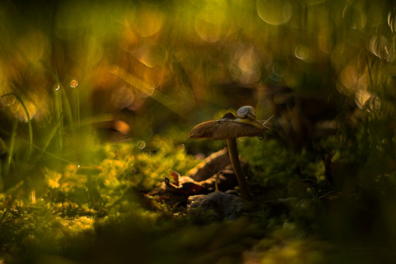 @ фото превью