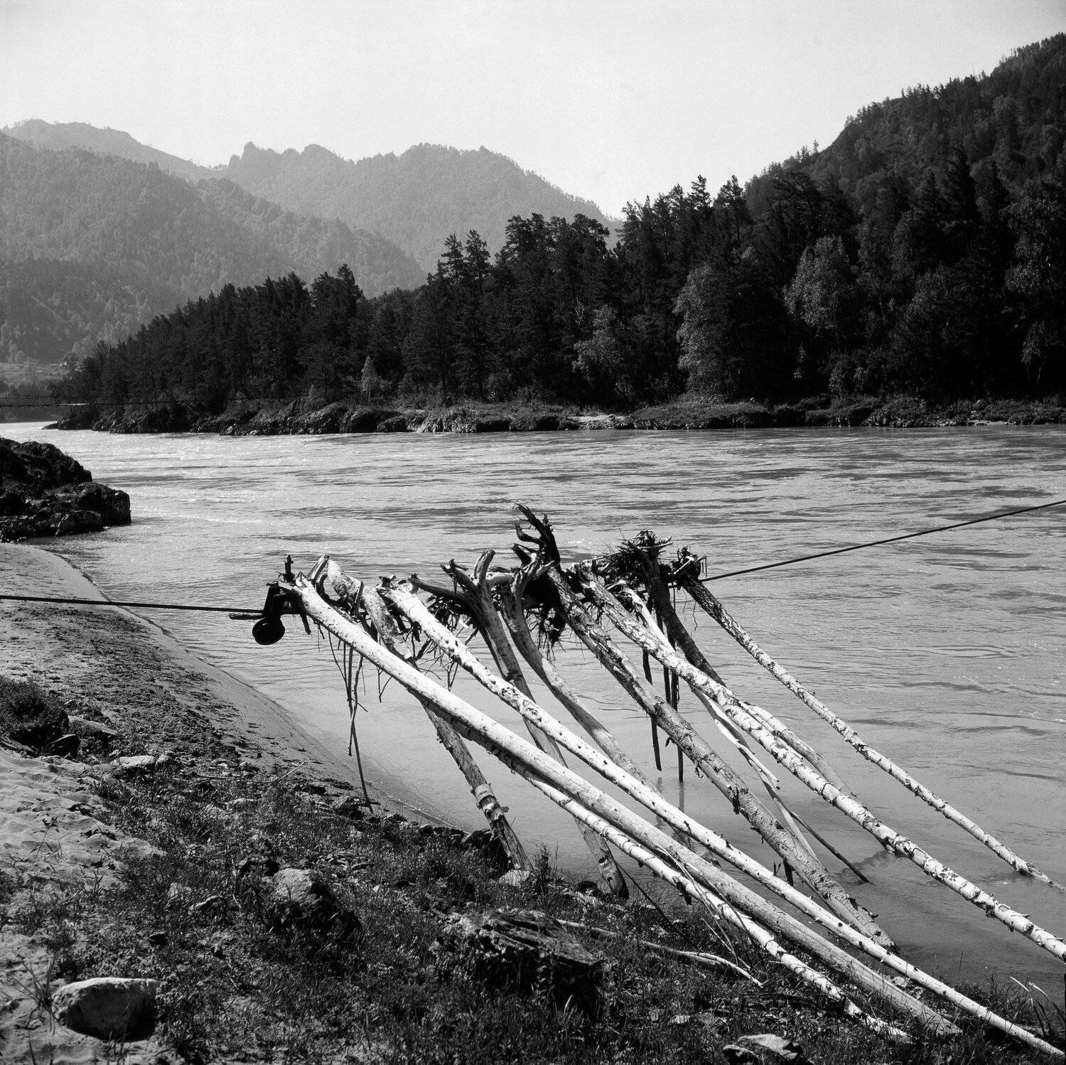 стволы, деревья, трос, зацепиться, паводок, подъем уровня, вода, река, Катунь, горы, Дмитрий Ткаченко