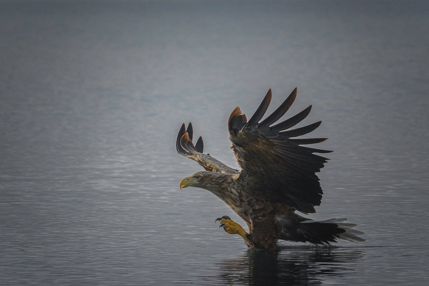real wildlife, wildlife, nature, wildlife photographer, eagle, bird photography, орлан-белохвост, haliaeetus albicilla, bird, sa_travelmedia, mywildlifestory,, Aleksey Sharypin