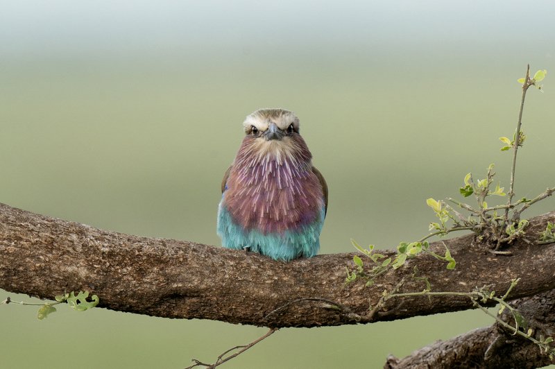 Lilac Breasted Roller фото превью