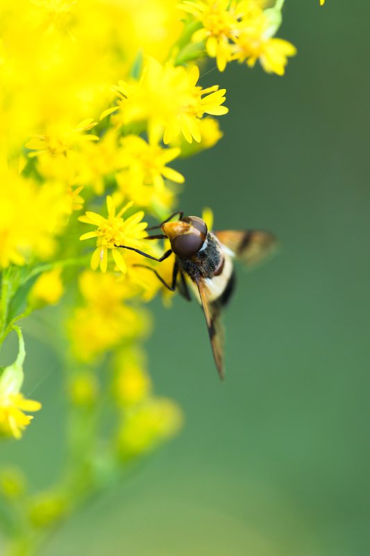 Nature фото превью