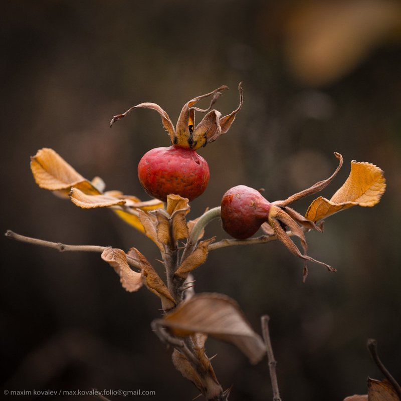 rose hip, dog-rose, europe, kuzminki, moscow, russia, art, autumn, berry, bush, leaf, nature, park, plant, red, yellow, европа, кузьминки, москва, россия, жёлтый, искусство, красный, куст, лист, осень, парк, природа, растение, шиповник, ягода Последнее танго / Last tango фото превью
