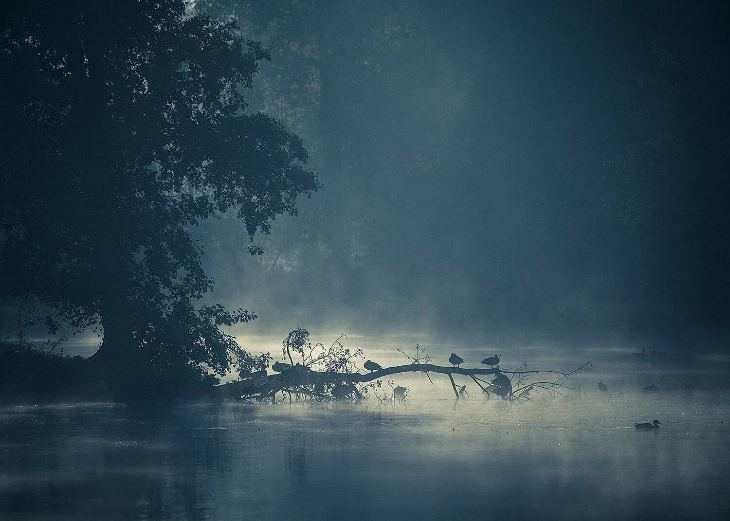 Morning. Автор: Robert Adamec , Robert Adamec
