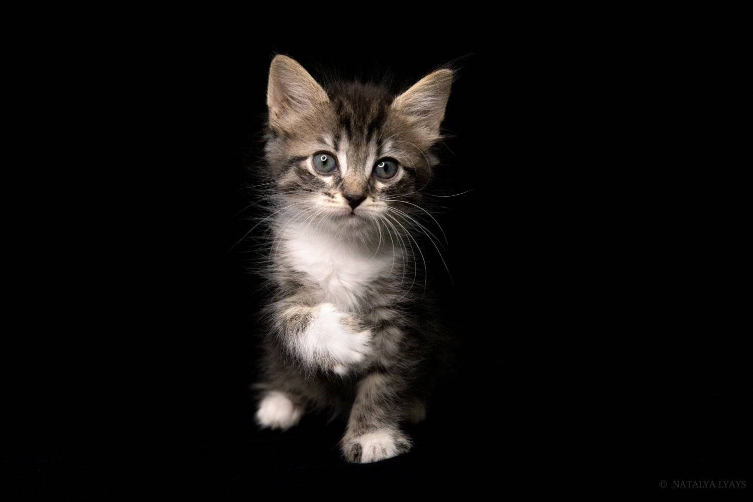 кошка,кошки,животные,любимец,котенок,черный,студя,cat,kitten,animal,pet,canon,studio, Наталья Ляйс