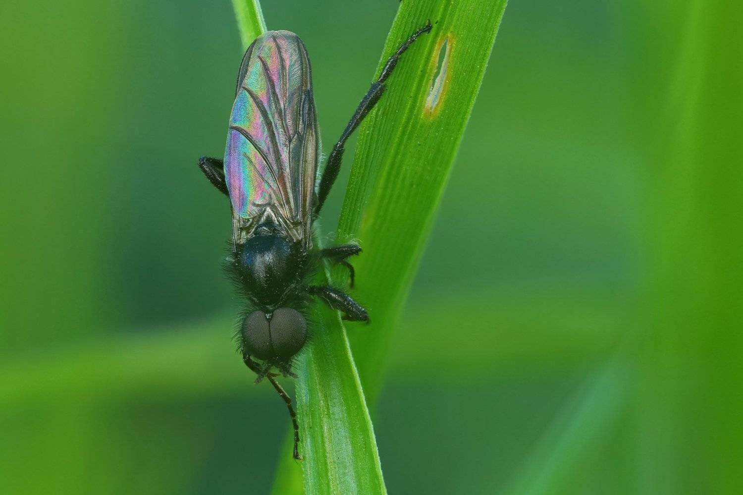 макро,природа,насекомое,животное,муха,растение,трава,цвет,зеленый,черный, Андрей Шаповалов