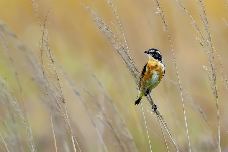 European stonechat фото превью