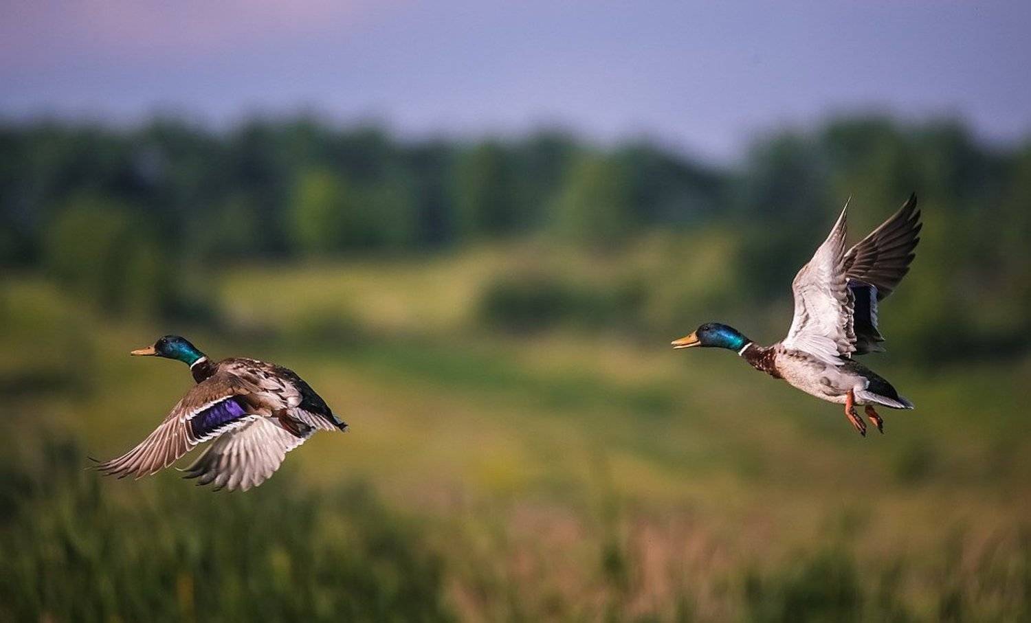 , Вячеслав Мищенко