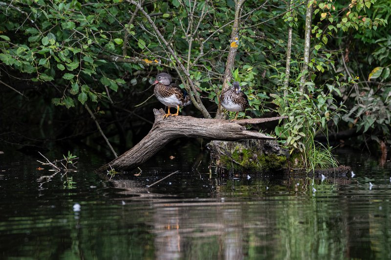 Мандарины еще не созрели фото превью