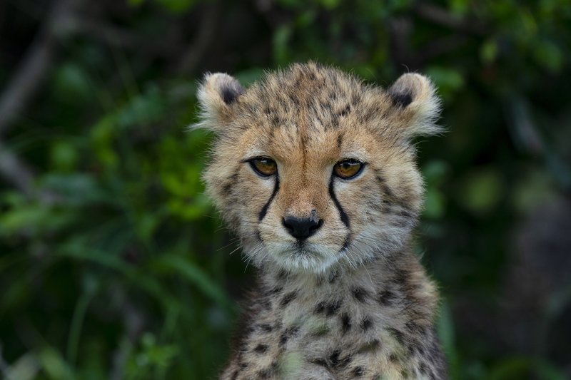 Little Cheetah фото превью