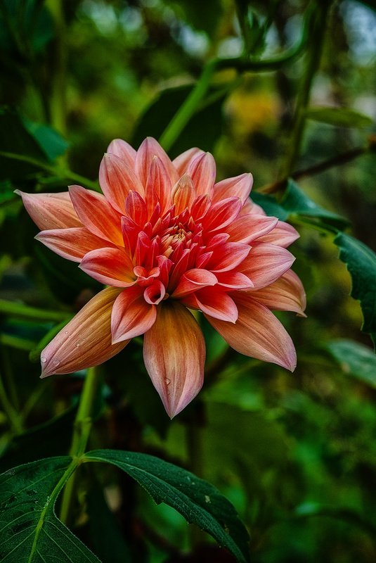 Коренной Абхазец фото превью