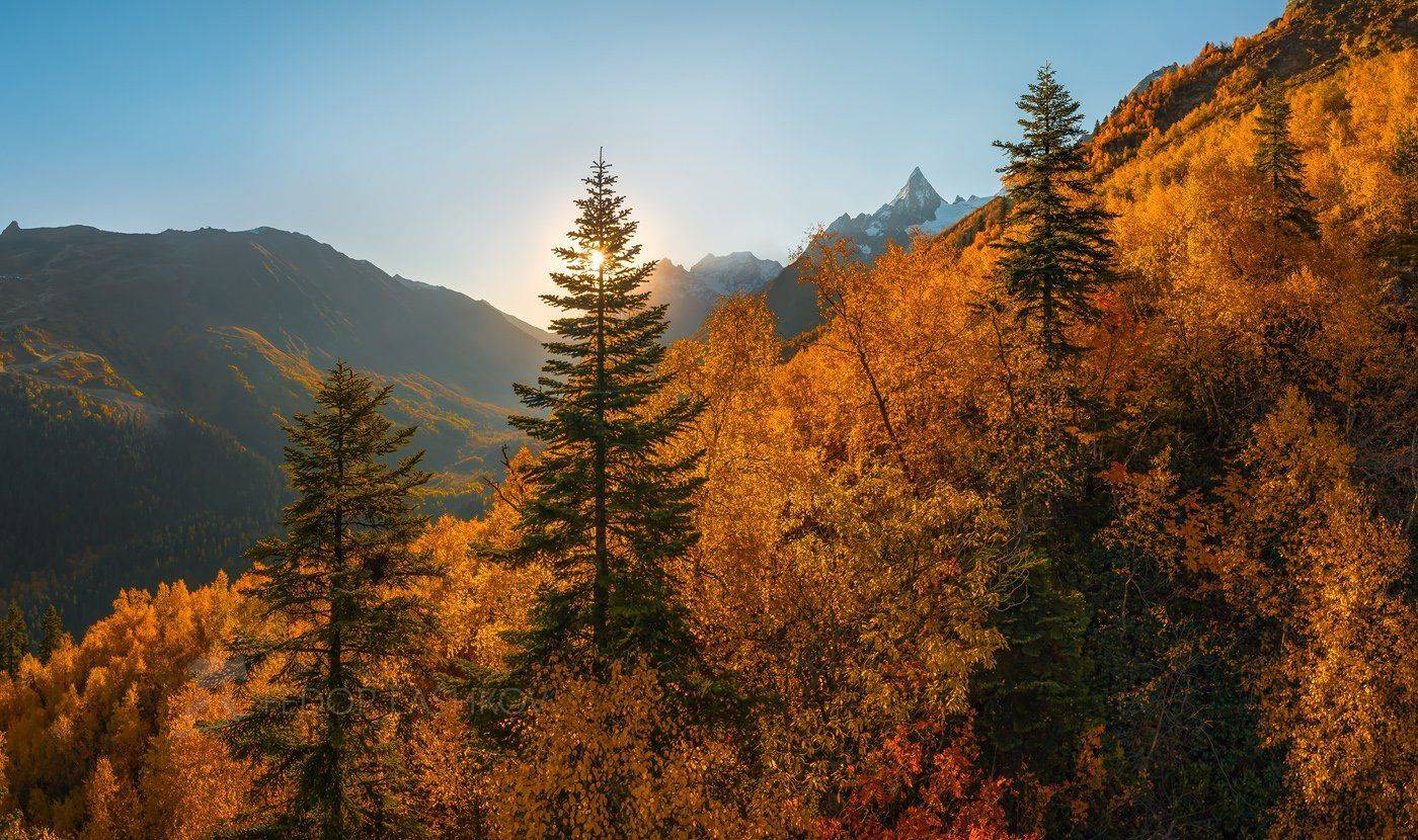 Горы, Домбай, осень, лес, Тебердинский заповедник, Кавказ, хребет, пихта, дерево, вершина, Кавказский, берёза, рассвет, золото, , Лашков Фёдор