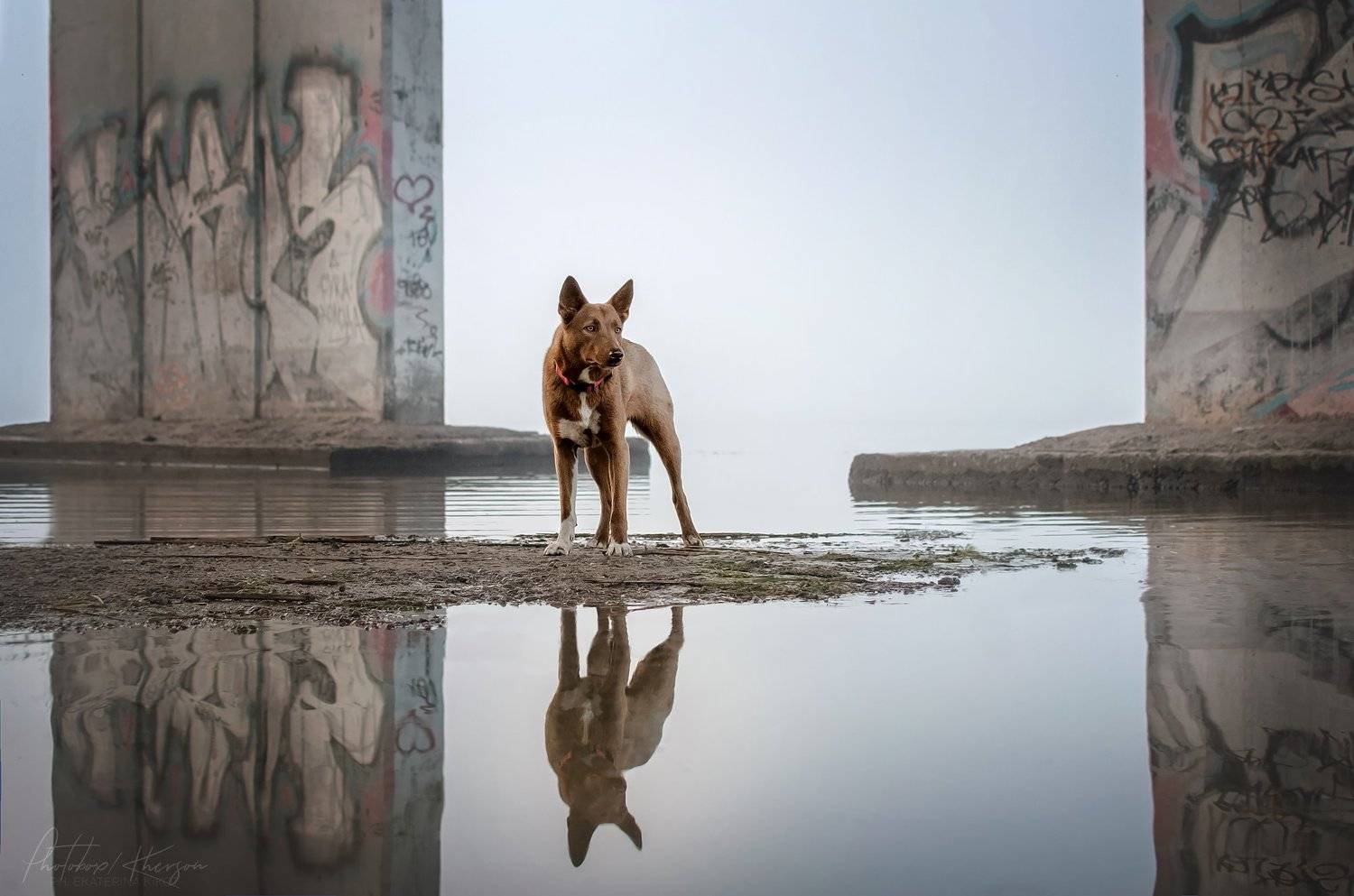 анималистика, портрет, пейзаж, отражение, Екатерина Кикоть