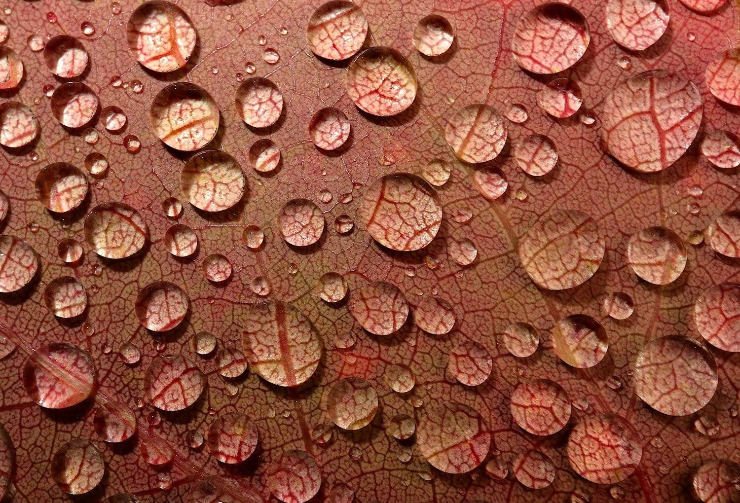 капли, лист, осень, Александр Зорин