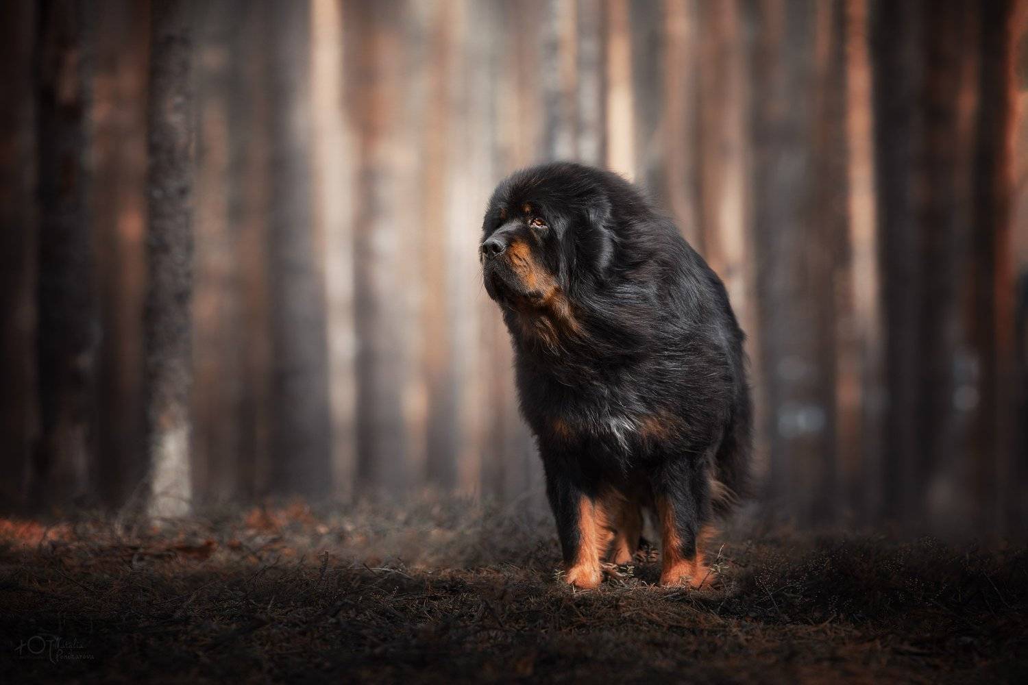 , Наталия Поникарова