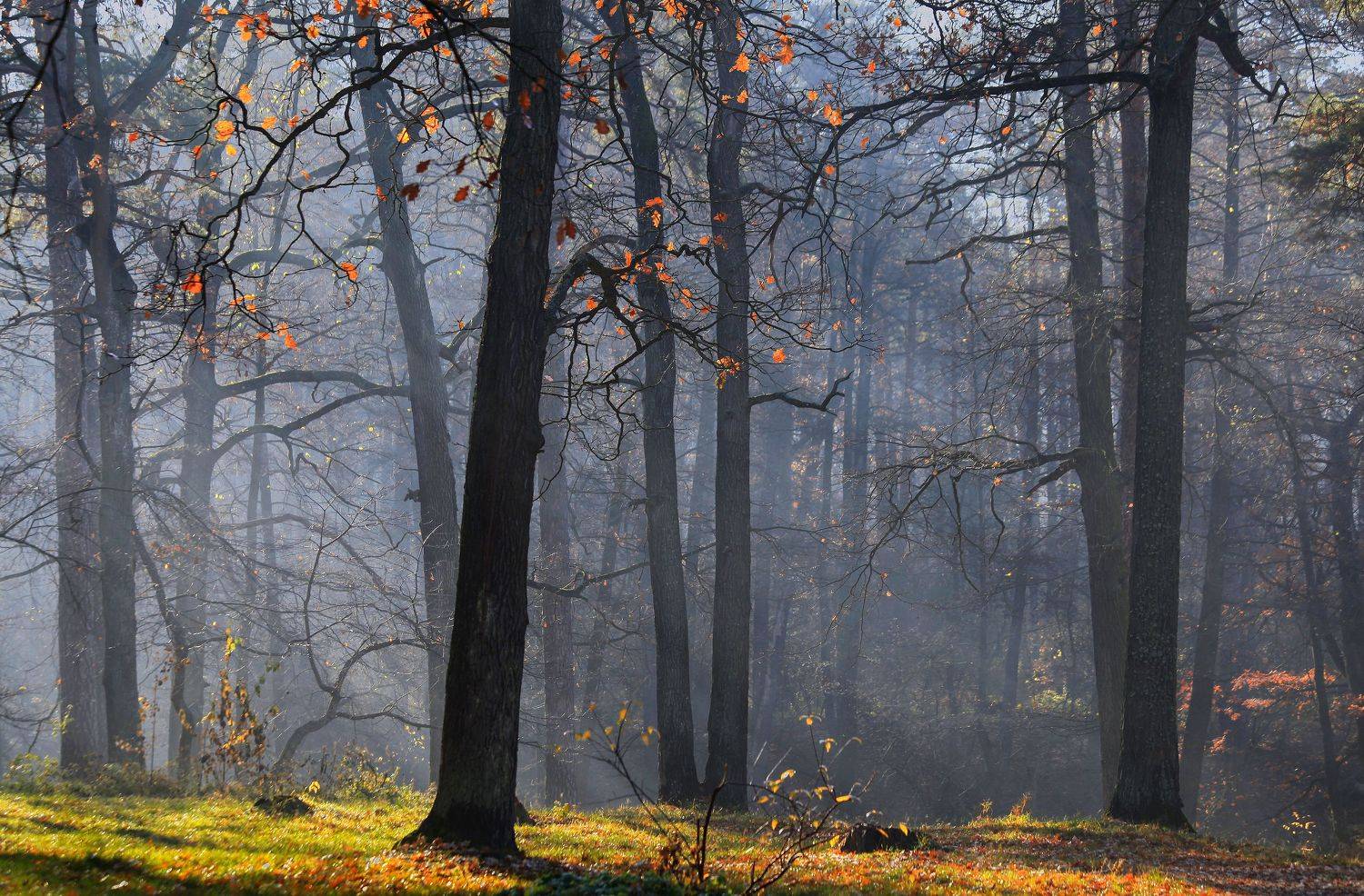 , Милокост Алексей