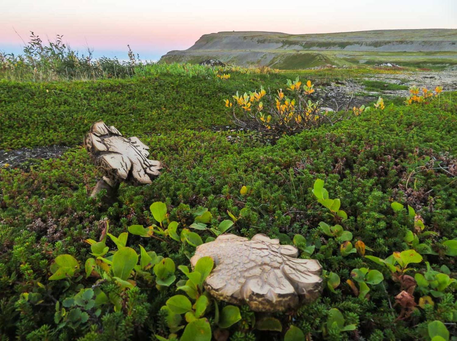 гриб, тундра, берег, скалы, вечер, заказ, природа, север, Баренцево море, Кильдин, Сергей Козинцев