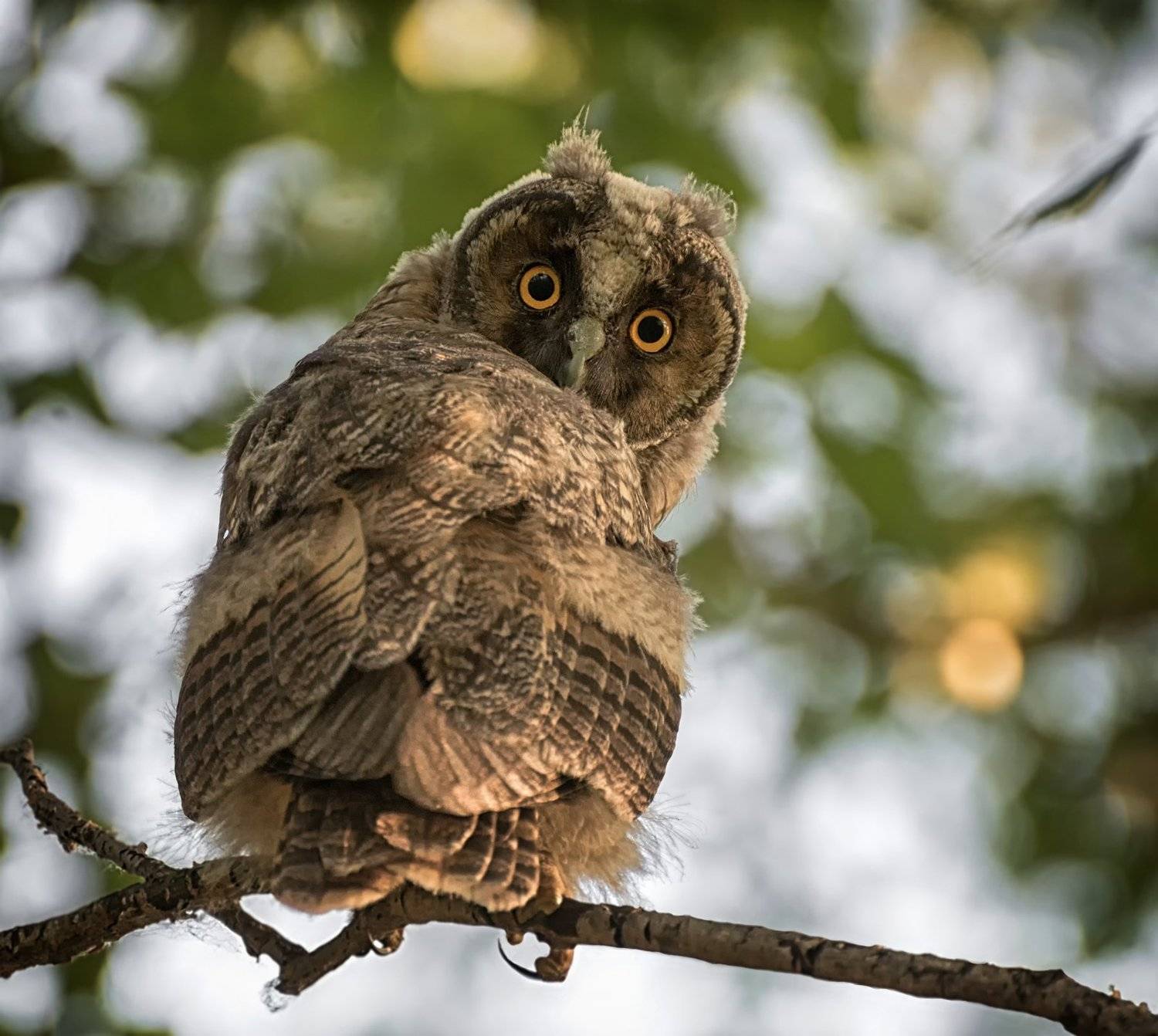 сова, птица,, Марина Мочалова