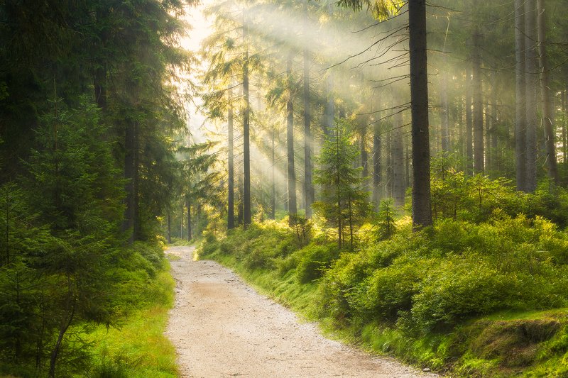 light, forest, Poland, green, sun Light фото превью