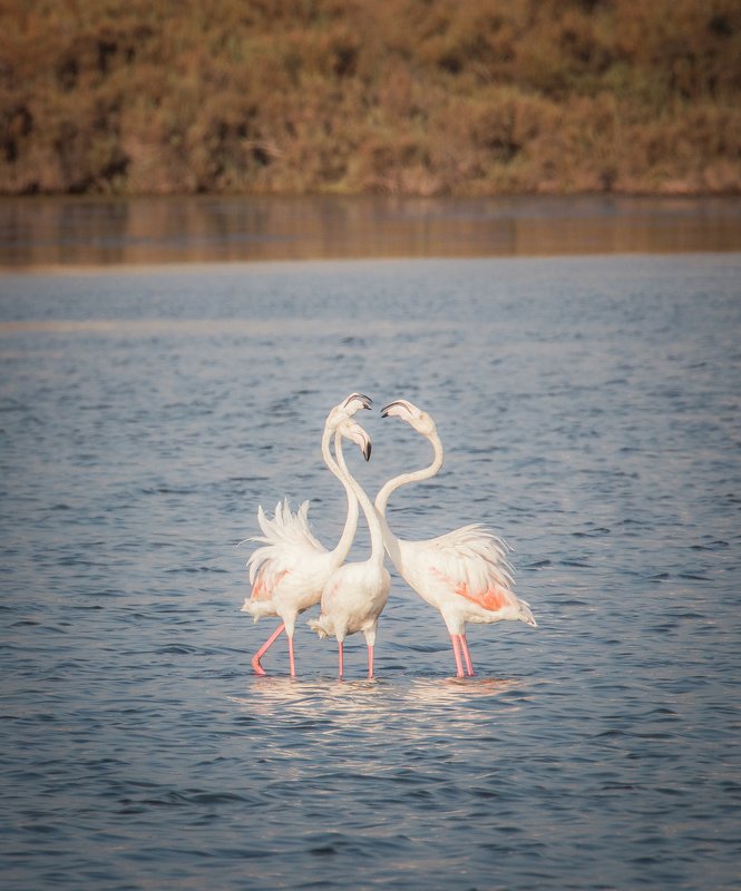 Trio фото превью