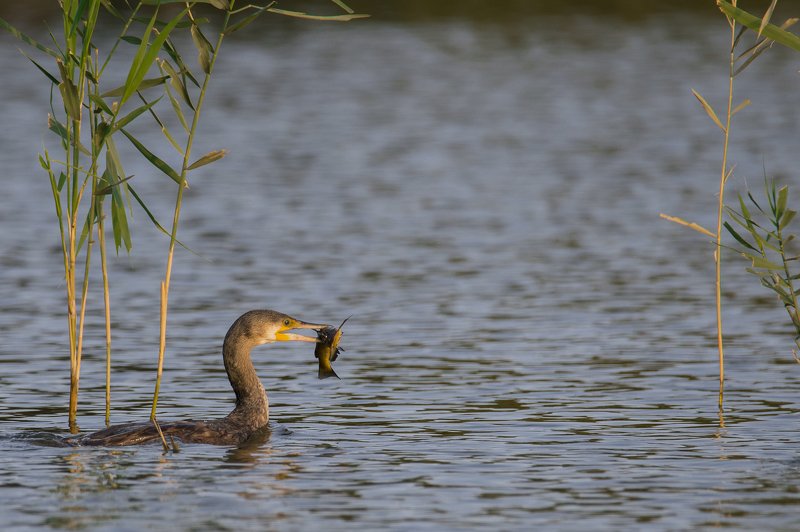 Рыбалка на закате фото превью