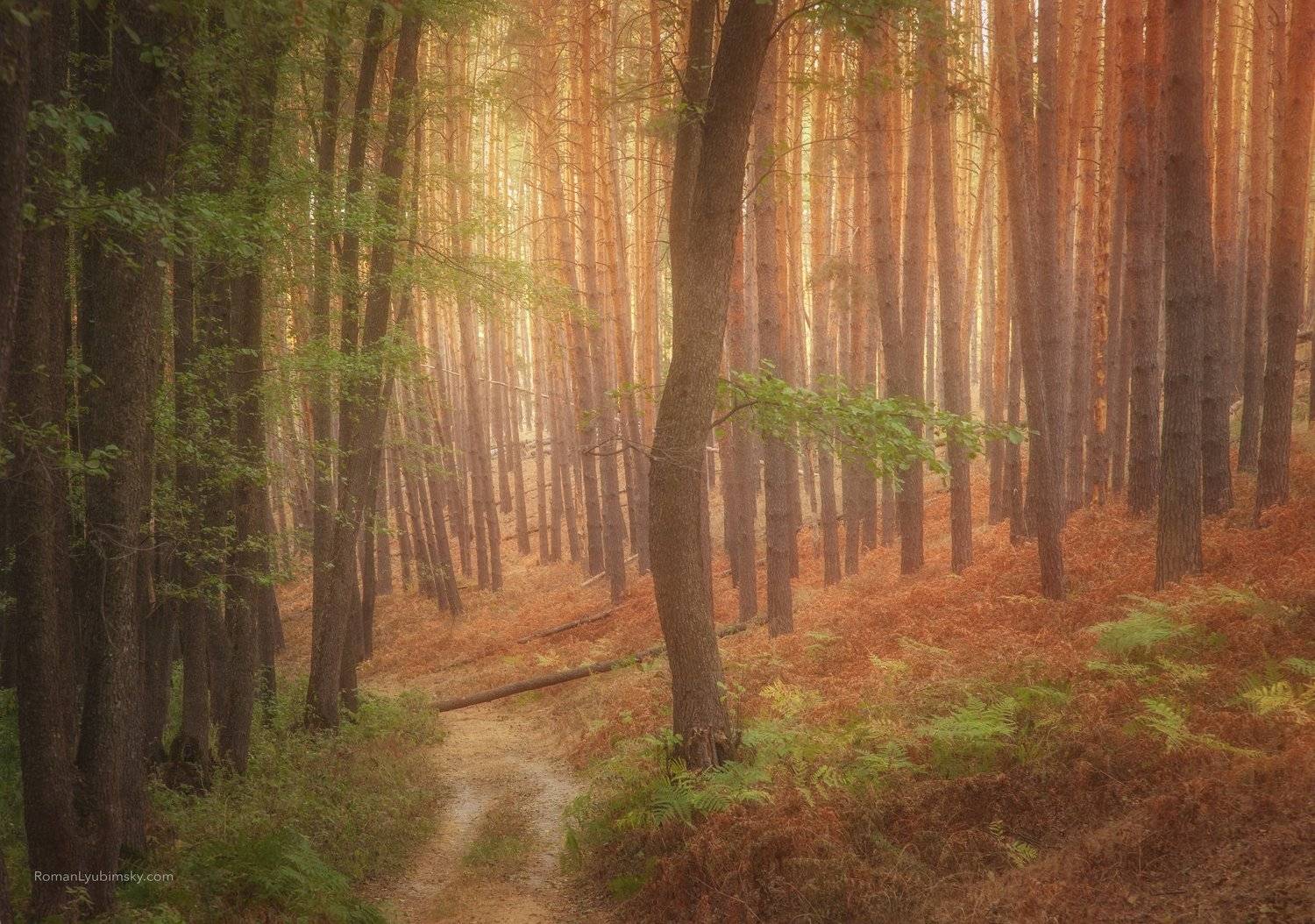 роман любимский, осень, воронеж, фототуры, россия, пейзаж, Роман Любимский