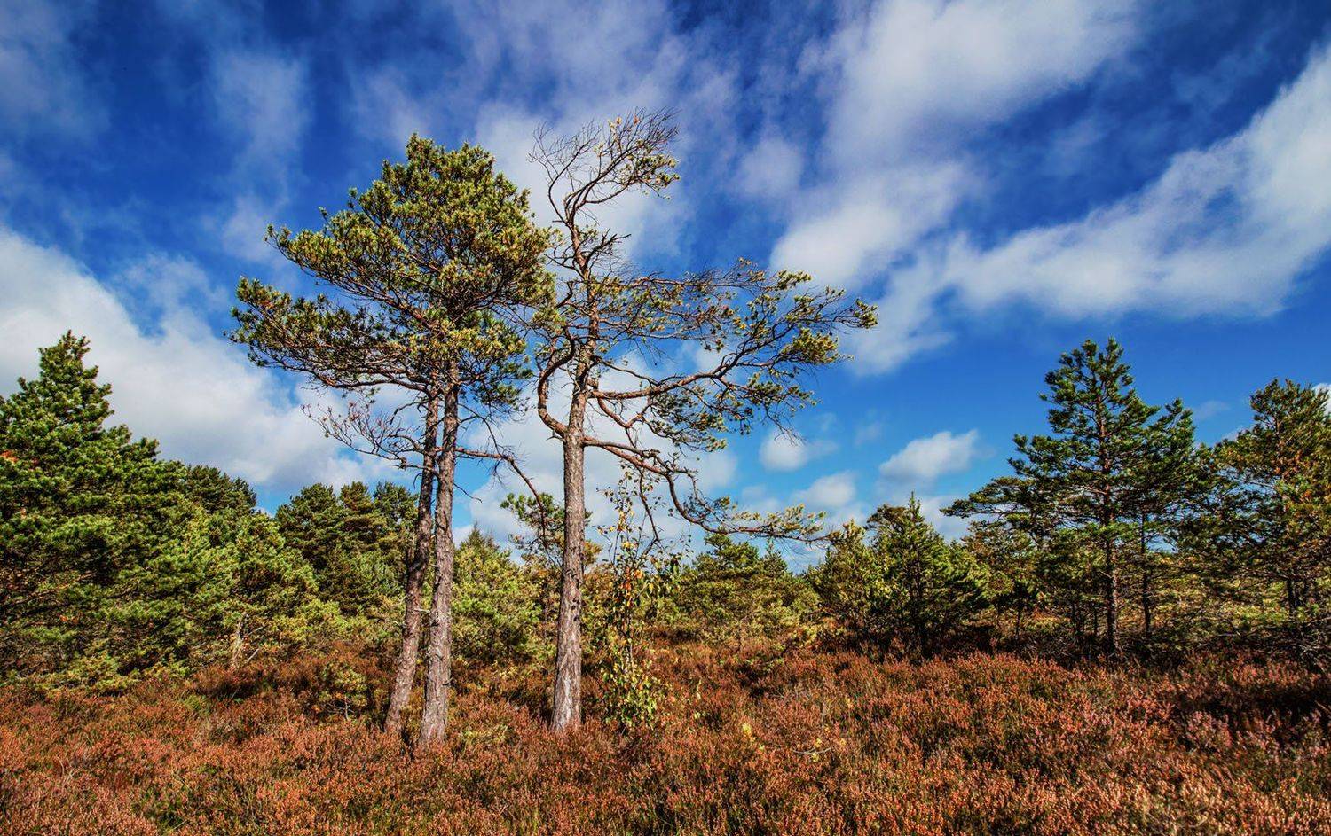 , Павел Дунюшкин