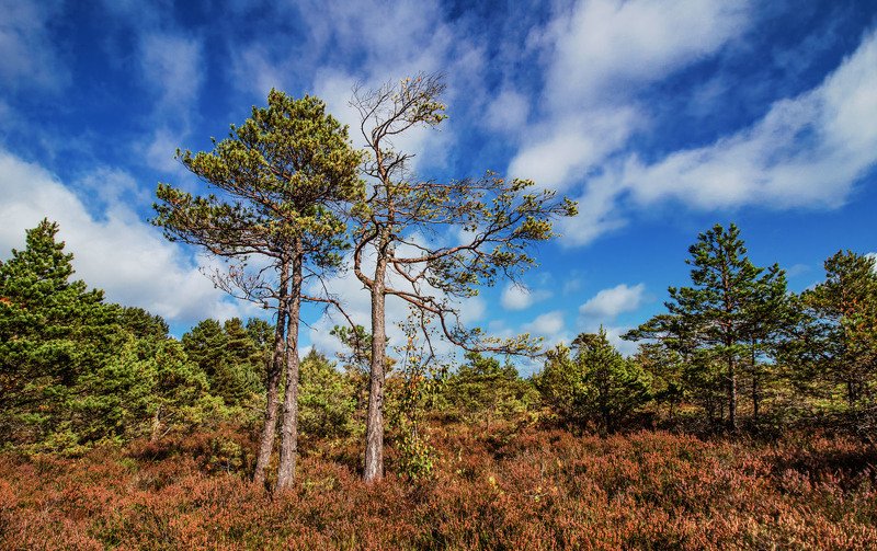 Трио фото превью