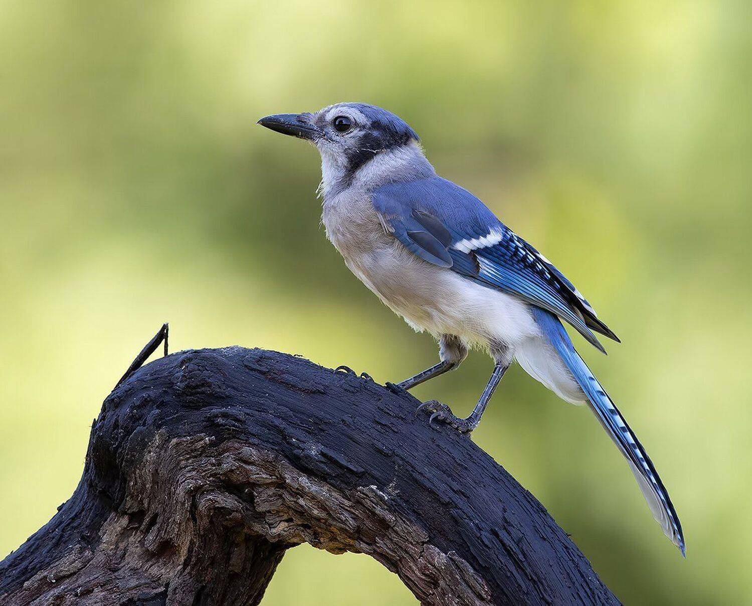 jay, сойка, Elizabeth Etkind