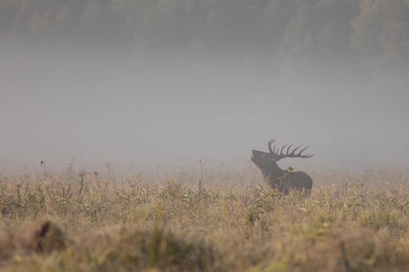 Moc Rykowiska  фото превью