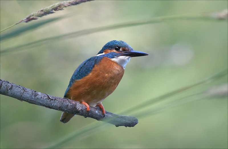 зимородок Начеку... фото превью