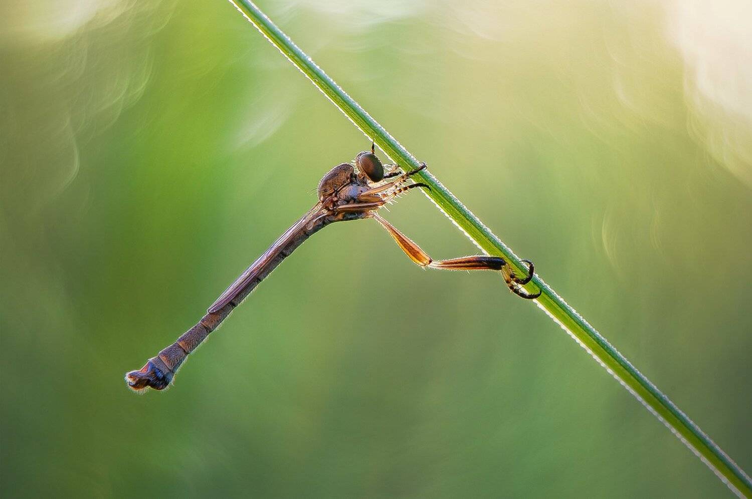 , Кузнецов Дмитрий