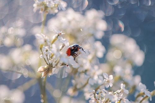 Божьей коровки пост (часть 1)