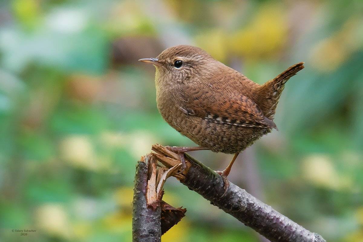 , Валерий Субачев
