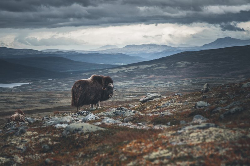 Musk-ox фото превью